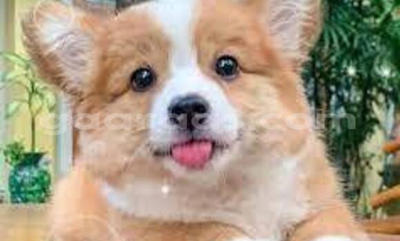 Acheter Occasion Voiture Audi 200 Noir à Bambey, Diourbel